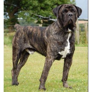 Cane Corso English Mastiff Mix – Is This Breed Right For Me? (2024)