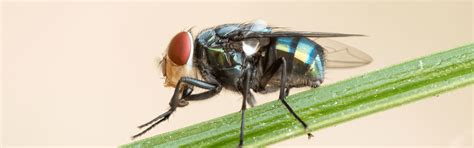 Blow Fly Identification Guide