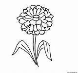 Zinnia Flower Coloring Page Printable sketch template