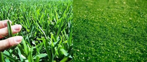 The Ultimate Guide Comparing Real Grass Vs Artificial Grass - Grech's ...