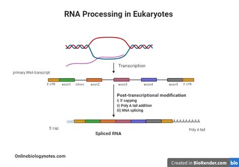 Transcription and RNA Processing Study Guide - Inspirit Learning Inc