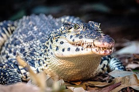 Cuban Crocodile – Sedgwick County Zoo