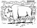 Buffalo Coloring Pages For Kids At GetColoringscom  Free Printable sketch template