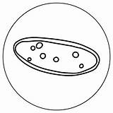 Online Coloring Protists  AMNH sketch template