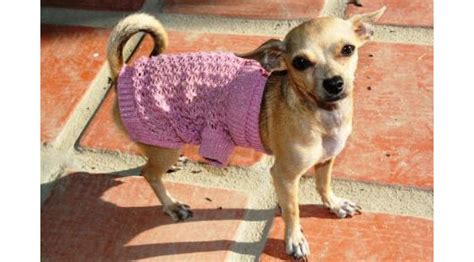 Mini chihuahua clothes - Chihuahua Clothes