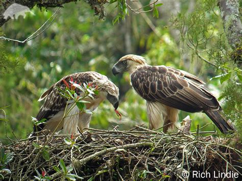 Philippine Eagle | Pithecophaga jefferyi