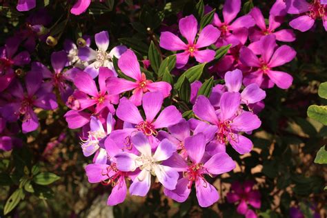 TIBOUCHINA SP - TROPICAL LOOKING PLANTS - Other Than Palms - PalmTalk