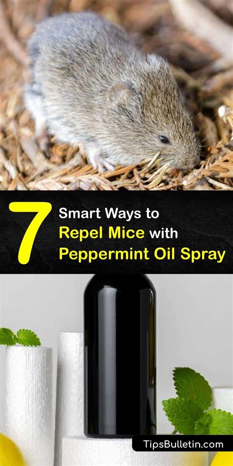 7 Smart Ways to Repel Mice with Peppermint Oil Spray in 2023 | Peppermint spray, Mice repellent ...