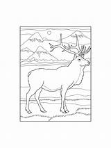 Elk coloring pages sketch template