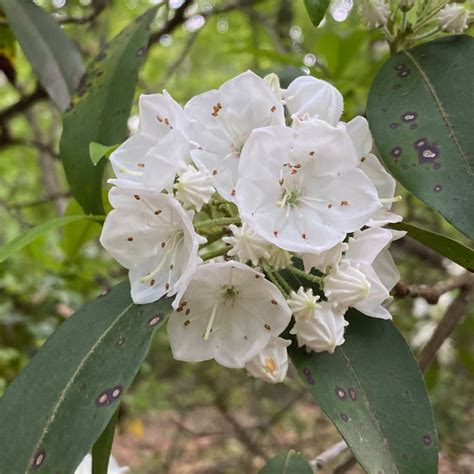 Mountain Laurel - Toxic Native Plant - Vic's Tree Service