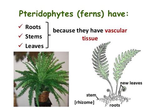 Image result for fern root system | Rhizome, Cactus plants, Root system