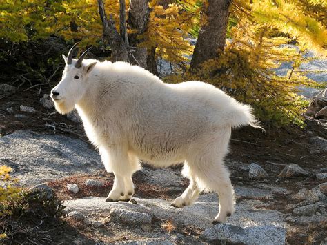 Native Mountain Goats Thriving in South Cascades | The Daily Chronicle