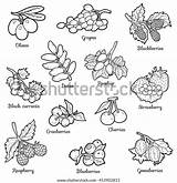 Black White Set Berries Coloring Page Stock Vector Royalty Free 453902815 sketch template