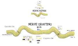 2013 Harvard - Neurorrhaphy, Graft and Nerve Regeneration by Andrew Yee ...