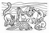 20  Lemur Coloring Pages Free Printable PDF & Online sketch template