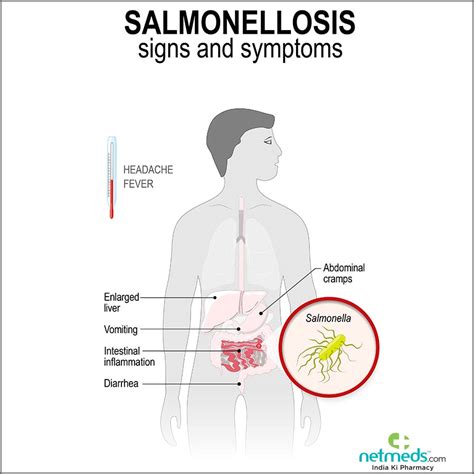 What Is Salmonella And Types Of Treatment