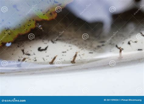 Mosquito Larvae in Stagnant Water Close Up Stock Photo - Image of malaria, insecticide: 261109034