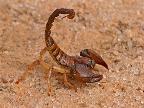 Scorpions: Facts About Scorpion Bites, Scorpion Control