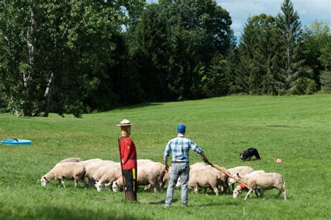 Herding dog lessons and training (sheep, cattle or goats) | Livestock ...