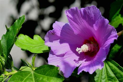 Hibiscus Syriacus