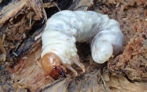 stag beetle larvae | Whiteknights biodiversity