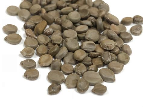 Cassia Occidentalis Seed ( Ponnavaram ) ( Kasundi Beej ) at Rs 70/kg | Rangareddy | ID: 24927679162