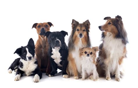 Six dogs stock photo. Image of collie, lying, purebred - 28715652