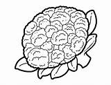 Coloring Pages  Cauliflower Kids sketch template