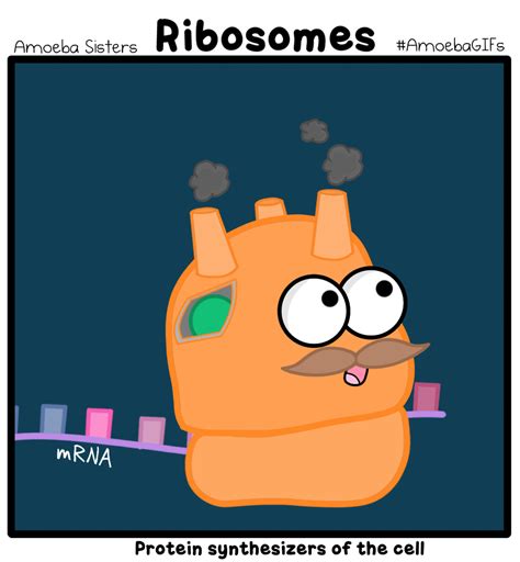 Ribosome GIF by SarinaSunbeam on DeviantArt