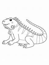 Iguana coloring Pages sketch template