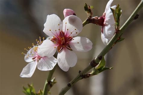 Spring blooms with flowers all around the world | Daily Sabah