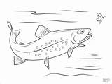 Brook Trout Coloring Page  ColoringBay sketch template