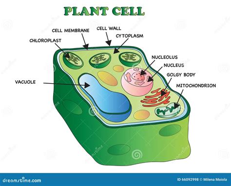 Plant cell stock illustration. Illustration of nucleolus - 66092998