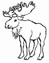 Moose Coloring Pages Free Printable PDF sketch template