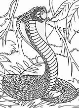 20  Cobra Coloring Pages Free Printable PDF & Online sketch template