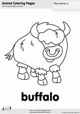 Buffalo Coloring Page Pages sketch template