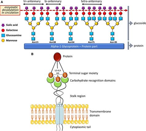 N-Acetyl Galactosamine Targeting: Paving the Way for Clinical ...