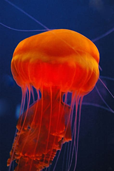 Orange jellyfish iii free shipping by Rainwolf, Photography