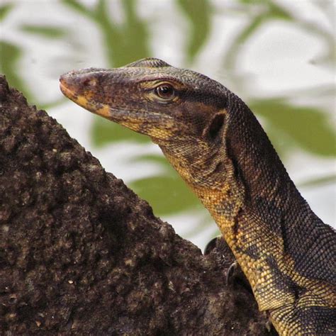 Class Reptilia | Flickr - Photo Sharing!