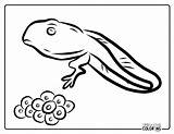 Tadpole Coloring Pages Free PDF Printables  Simply Love sketch template