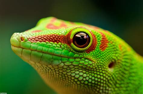 Day Gecko by nakkimo on DeviantArt