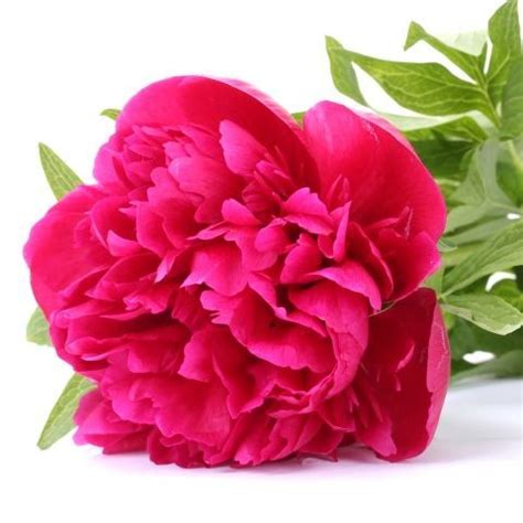 Peony Hot Pink | Flowers, Peonies delivery, Wholesale flowers