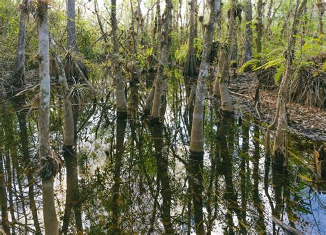 Hiking The Everglades Trails and Photographing Its Beautiful Environment