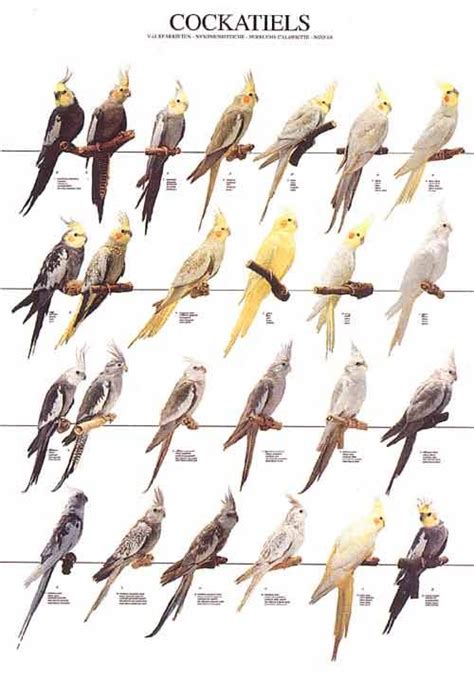 cockatiels poster everything reminds me of birds | Cockatiel, Bird breeds, African lovebirds