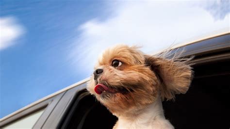 افضل صور الكلب مضحك, خلفيات حيوانات كلاب مضحكة , 2025 Funny Dog Wallpapers | صقور الإبدآع