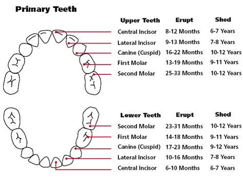 baby teeth eruption chart uk