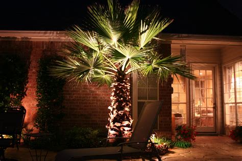 Palm Tree Lighting | Outdoor tree lighting, Palm tree lights, Tree lighting