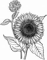 Realistic Sunflower Coloring Page  Educative Printable Online sketch template