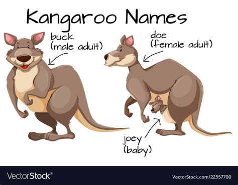 Kangaroo and body part Royalty Free Vector Image