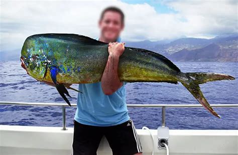 Mahi Mahi - Description, Habitat, Image, Diet, and Interesting Facts